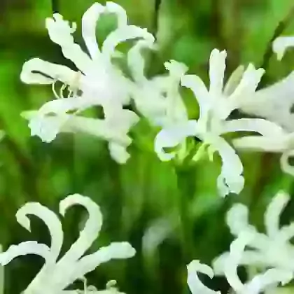 Bowdenii Like a Virgin